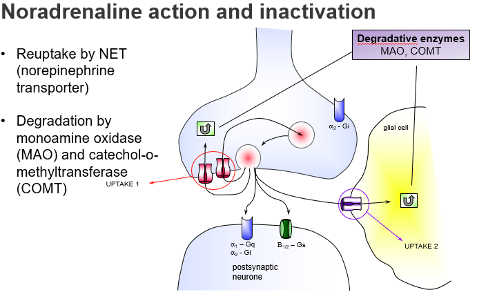 <p><strong>Uptake 2</strong>.</p>