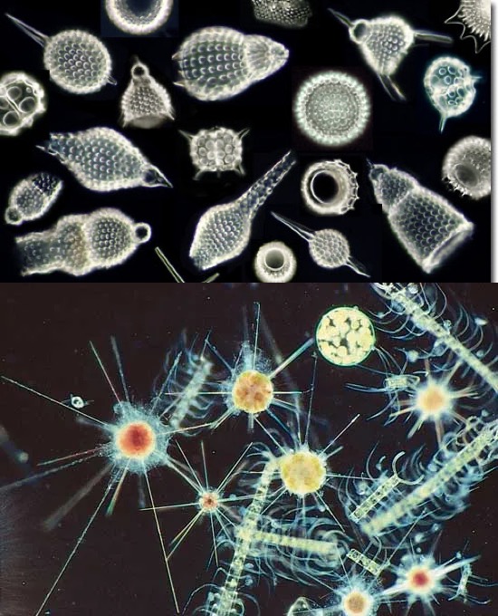 <p>Identify Domain, Major Clade, Kingdom? Clade, Group?, Genus?</p>