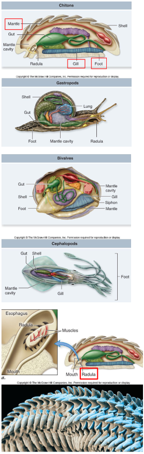   

* Mollusks are bilaterally symmetrical 
  * Characterized by a reduced coelom surrounding the heart and excretory organs 
  * The digestive, excretory and reproductive organs are contracted in a visceral mass 
  * Mollusks may have a differentiated head at the anterior end of the body 
* Mantle= a thick epidermis that covers the dorsal side of the body 
  * Forms a cavity which houses the respiratory organs (gills) and the openings of excretory, reproductive and digestive organs 
* The muscular foot of a mollusk is adapted for locomotion, attachment, food capture 
  * Or a combination of all 

  