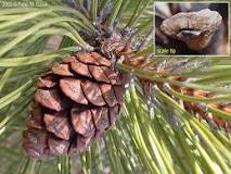 <p><span>Small, 2-3" long; cone scales thick, shiny, no spikes.</span></p>