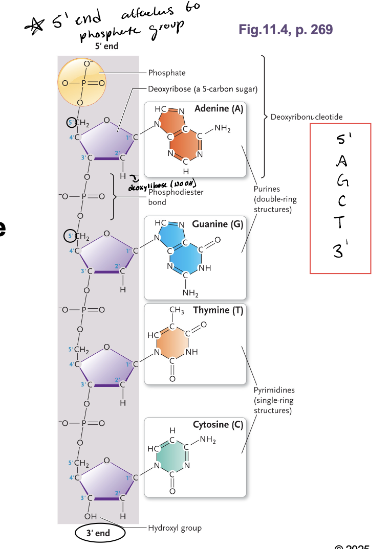 <p>These covalent bonds form the PENTOSE-PHOSPHATE BACKBONE  </p>