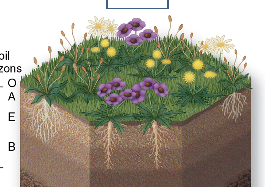 <p>what is the O-Horizon?</p>