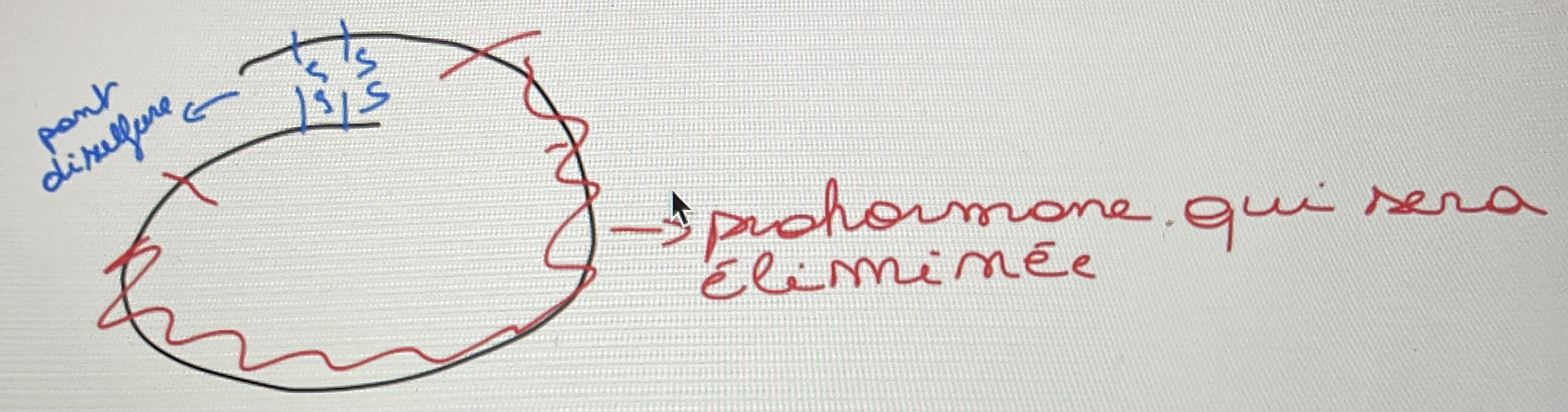 <p>Étape de synthèse d’une hormone peptidique</p>