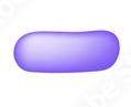 <p>Singular rod shaped bacteria, divide only across their short axis</p>