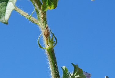 <p>Lateral appendages at the base of a leaf (</p><p>Examples: Spurred anoda, Prickly sida</p>