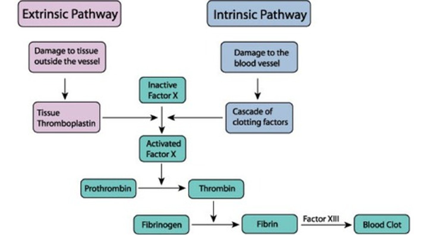 <p>where intrinsic and extrinsic pathways converge</p>