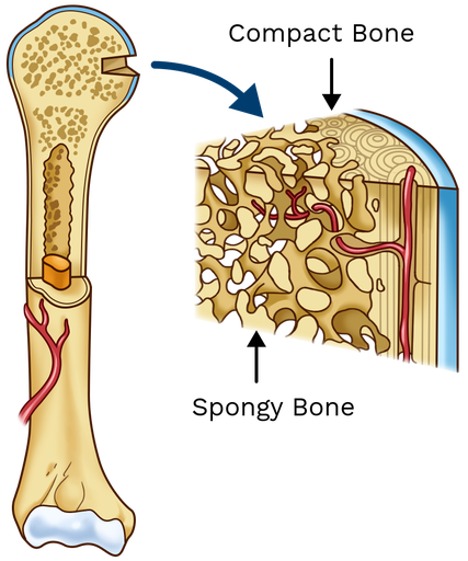 <p>light, porous form of bone tissue that forms the internal structure of certain bones</p>