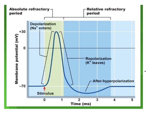 <p><span>The refractory period is the time after an action potential when a neuron is either unable or less able to fire another action potential</span></p><ul><li><p>absolute refractory period</p></li><li><p>relative refractory period</p></li><li><p></p></li></ul><p></p>