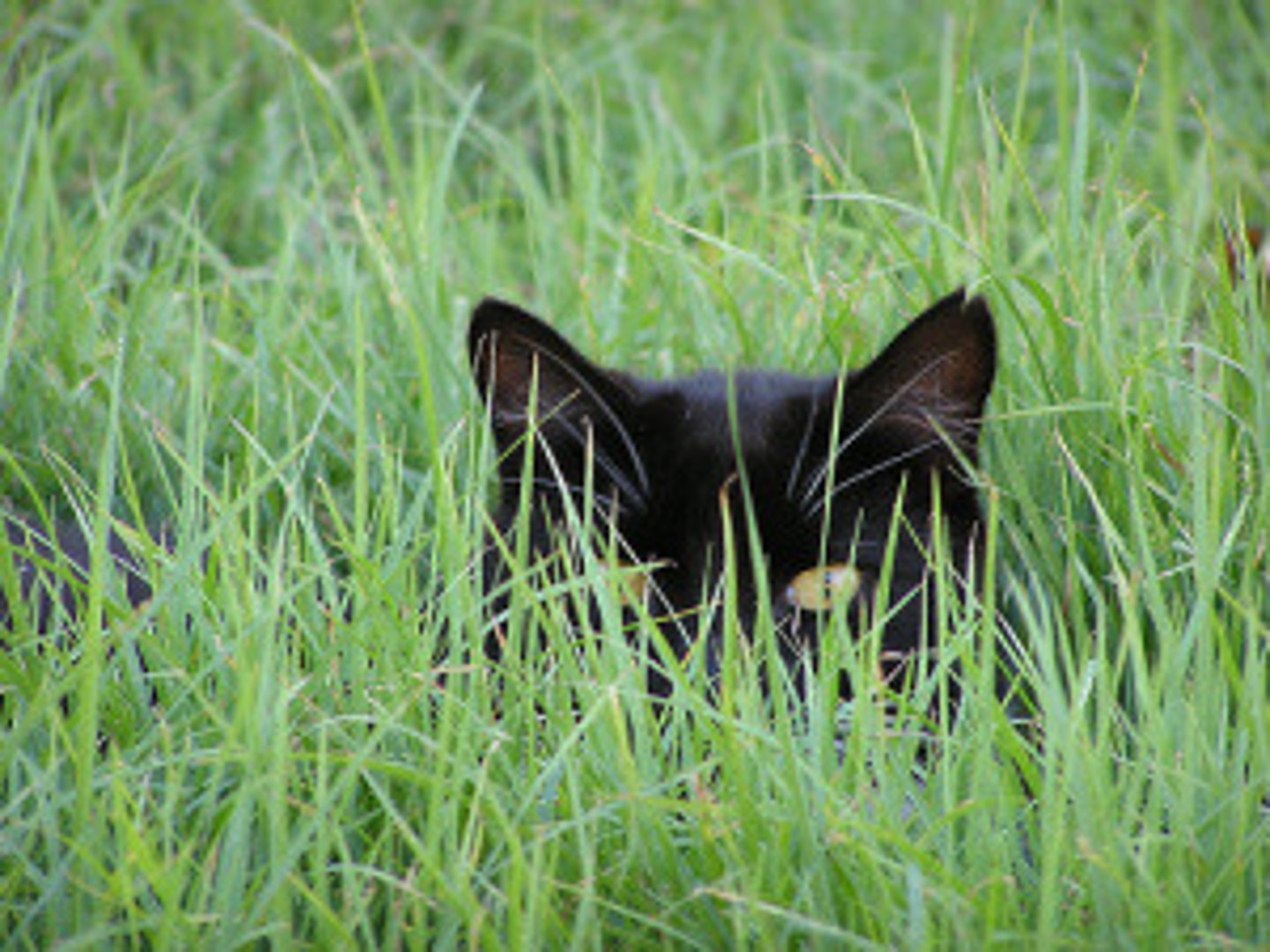 <p>to wait or move in a secret way so that you cannot be seen, especially because you are about to attack someone or do something wrong:</p><p>Someone was lurking in the shadows.</p>