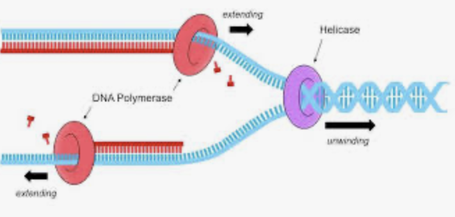 <p>during replication, this enzyme helps to open up the DNA helix by breaking the hydrogen bonds </p>