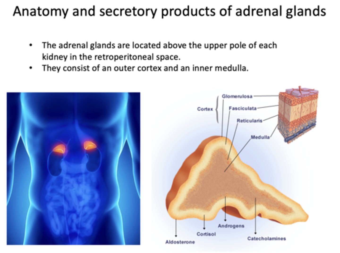 <p>Upper pole of each kidney in the retroperitoneal space</p>