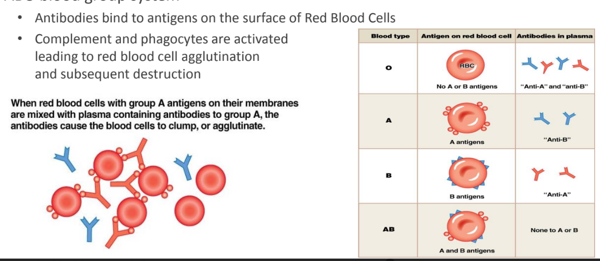 <ul><li><p>antibody dependent cytotoxicity </p></li><li><p>activated by foreign antigenic cells</p><ul><li><p>leads to phagocytosis and complement activation against the foreign cell</p></li></ul></li><li><p><strong>ex. blood transfusion</strong></p><ul><li><p>ABO blood group system</p><ul><li><p>antibodies bind to antigens on the surface of red blood cells</p></li><li><p>complement and phagocytes are activated leading to red blood cell agglutination and subsequent destruction</p></li></ul></li></ul></li></ul><p></p>