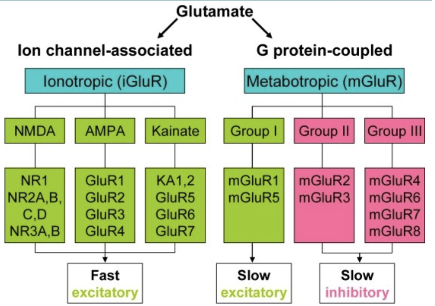 <ol><li><p><strong>AMPA </strong>receptors (iGluR- ligand)</p></li><li><p><strong>NMDA</strong> receptors (iGluR- ligand and voltage)</p></li><li><p><strong>Metabotrophic glutamate receptors</strong></p></li></ol><ul><li><p>metabotrophic receptors act through a <mark data-color="yellow" style="background-color: yellow; color: inherit;">second messenger system </mark>to create slow, sustained effects on their targets</p></li></ul><p></p>