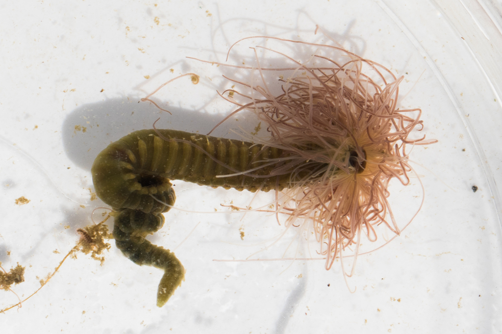 <p>Annelids: Spaghetti Worms</p><p>(Looks like worm/shrimp/scaly worm body, pink with pink and red spaghetti coming out of its head)</p>