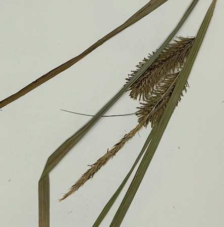 <p>Poales</p><p><span style="background-color: transparent;"><span>Cyperaceae</span></span></p>