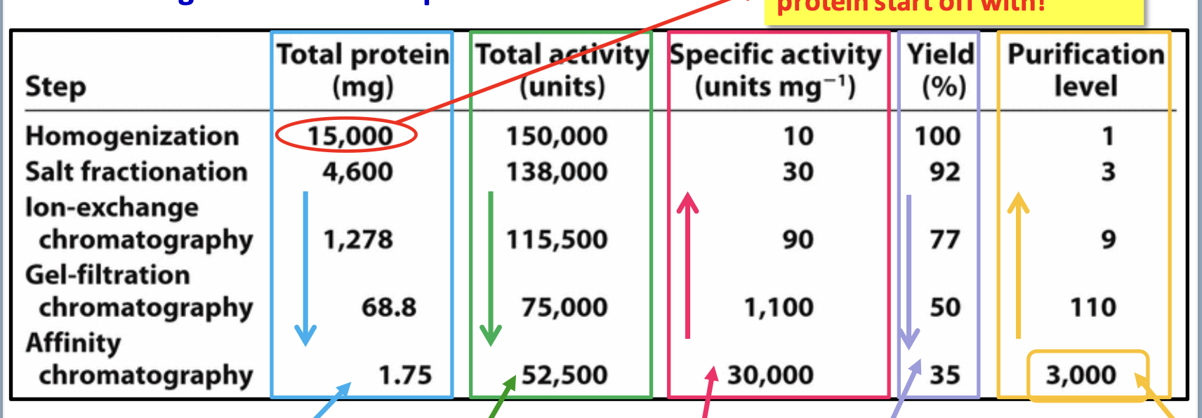 <p>Tot protein (mg) = [protein sample] * tot fraction vol</p><p>Tot activity = enzyme activity/ vol * tot fraction vol</p><p>Yield (%) = tot activity in any given step/ tot activity in 1st step * 100</p><p>Purification level = specific act at any level/ specific activity in 1st step</p>