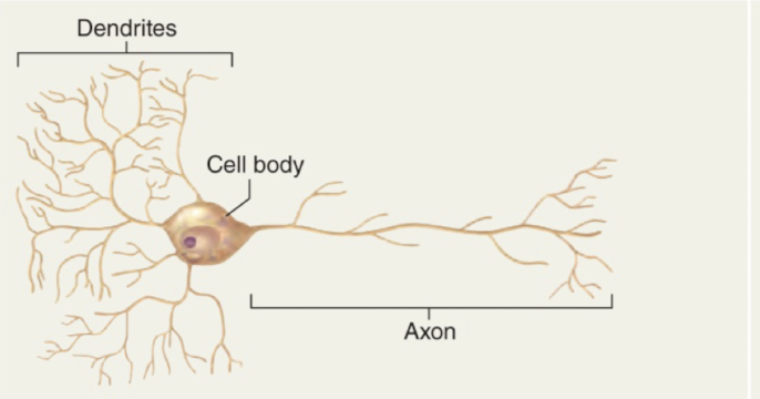 <ul><li><p>many extensions coming off of the cell body</p></li><li><p>typically many dendrites and one axon</p></li><li><p><strong>efferent neurons and interneurons</strong></p></li></ul><p></p>