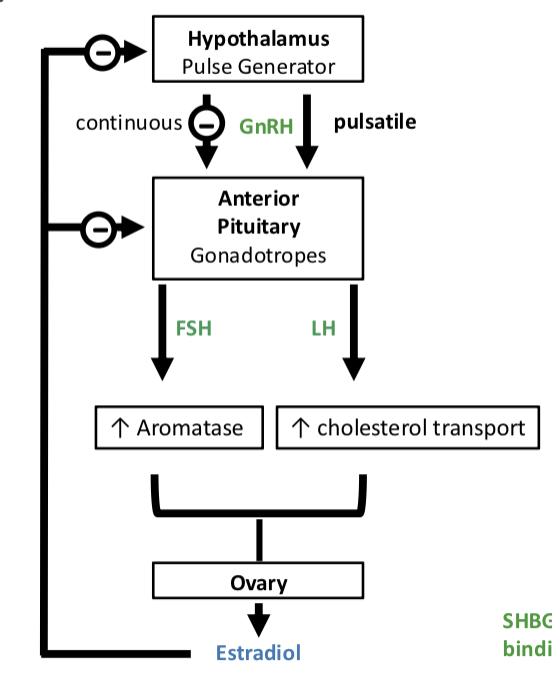 <p><strong>Estrogen Synthesis and Secretion</strong></p><ol><li><p>the <strong>hypothalamus</strong> releases ______, which stimulates the <strong>anterior pituitary</strong> to release ______ and _______</p></li><li><p>________ GnRH release<strong> maintains normal pituitary stimulation</strong>, while ________ GnRH leads to <strong>receptor desensitization and suppression of FSH/LH</strong></p></li><li><p>LH increases ______ ______ —&gt; increase in ______ precursors</p></li><li><p>FSH stimulates ______ activity which converts androgens into ______</p></li></ol><ul><li><p>three estrogens produced by aromatase activity —&gt;</p></li><li><p>the ______ ______ is responsible for high affinity binding to estrogen receptors</p></li><li><p>______ inhibits FSH and LH</p></li></ul><p></p>