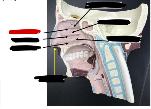 <p>Name this structure of the </p>
