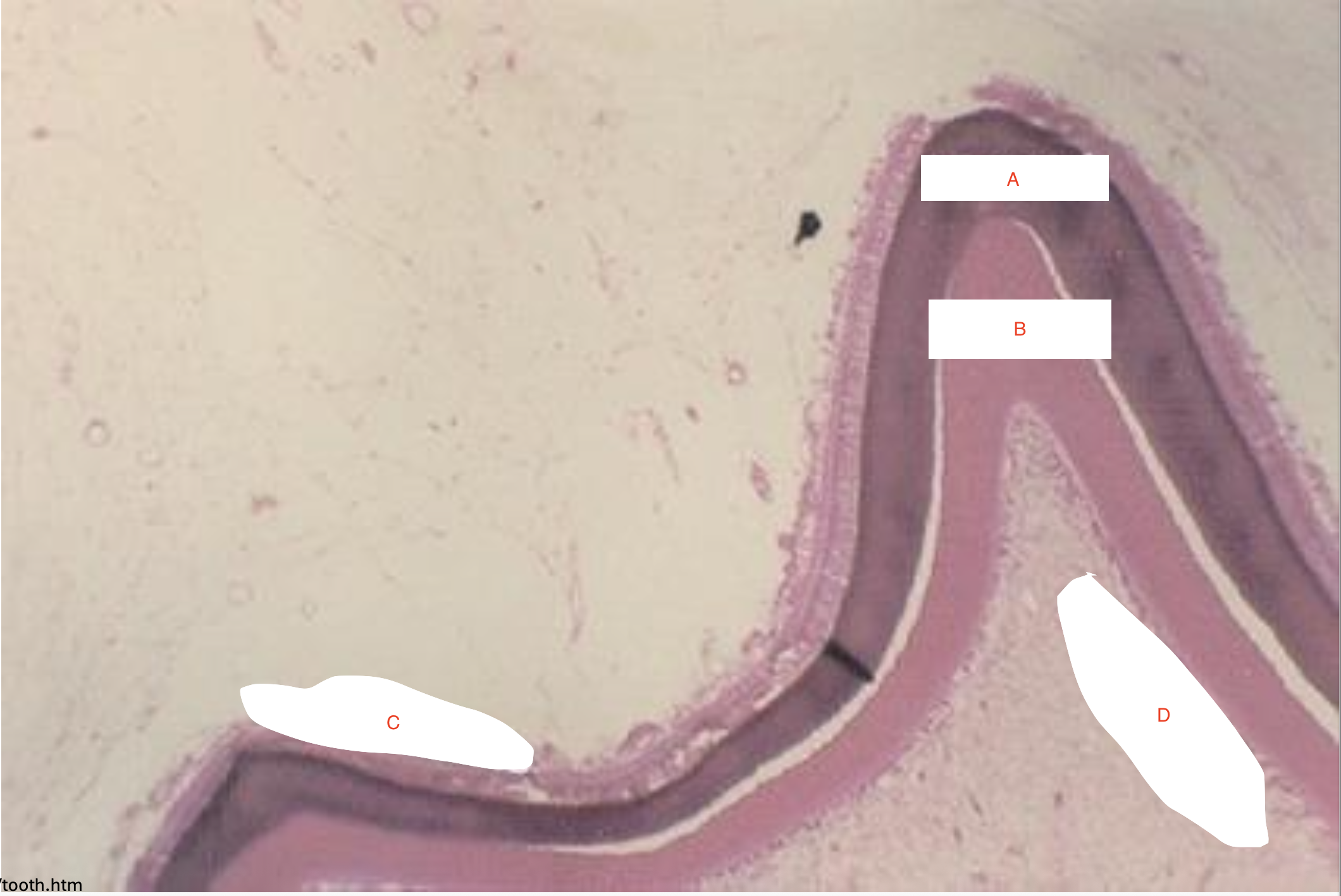term image