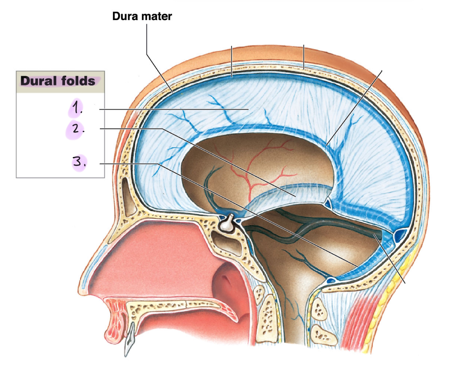 <p>Dural folds <strong>drain </strong>cerebrospinal fluid (<strong>CSF</strong>) and holds the brain in position to protect from damage.</p><ol><li><p><strong>Falx cerebri</strong>: Projects between the cerebral hemispheres. Contains the superior sagittal sinus and the <strong>inferior sagittal sinus</strong></p></li><li><p><strong>Tentorium </strong>cerebelli: Separates cerebrum from cerebellum. Contains <strong>transverse sinus</strong></p></li><li><p><strong>Flax </strong>cerebelli: Divides the cerebellar hemispheres below tentorium cerebelli</p></li></ol><p></p>