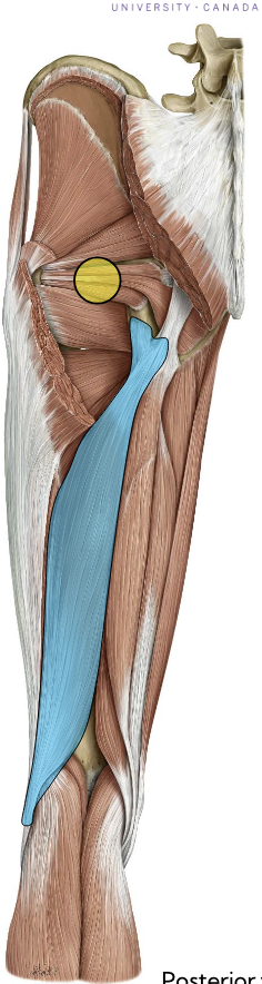 <p>Biceps femoris (long head) — Posterior thigh </p>