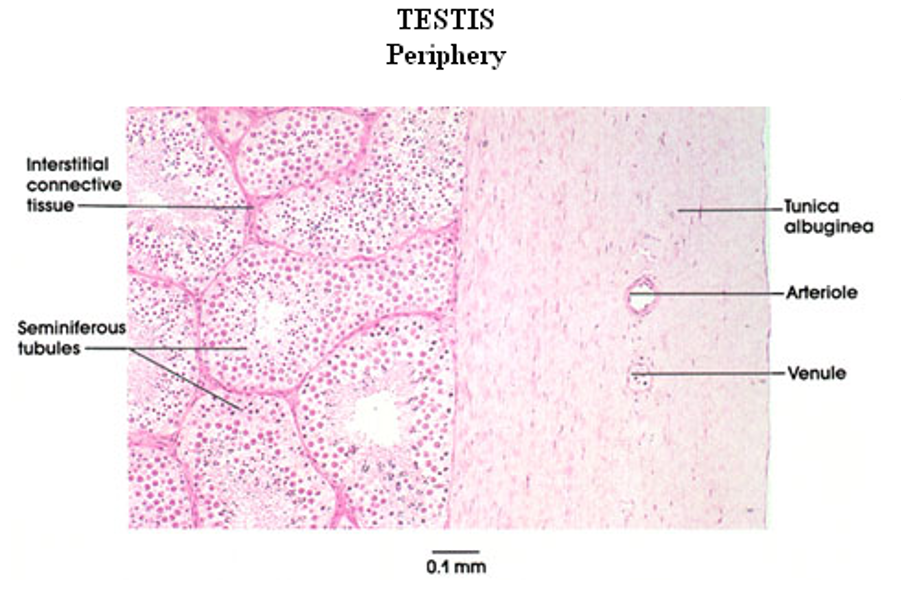 <p>Testis</p>