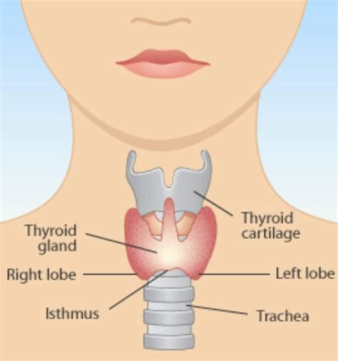 <p>thyroid (root)</p>