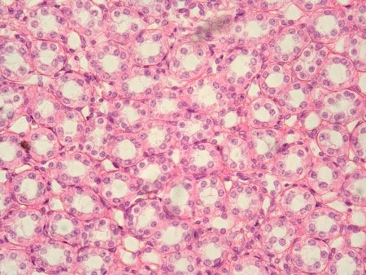 <p>Cuboidal Cell</p><p>Nucleus</p><p>Plasma membrane</p><p>Cytoplasm</p><p>Kidney ducts, ovaries</p>