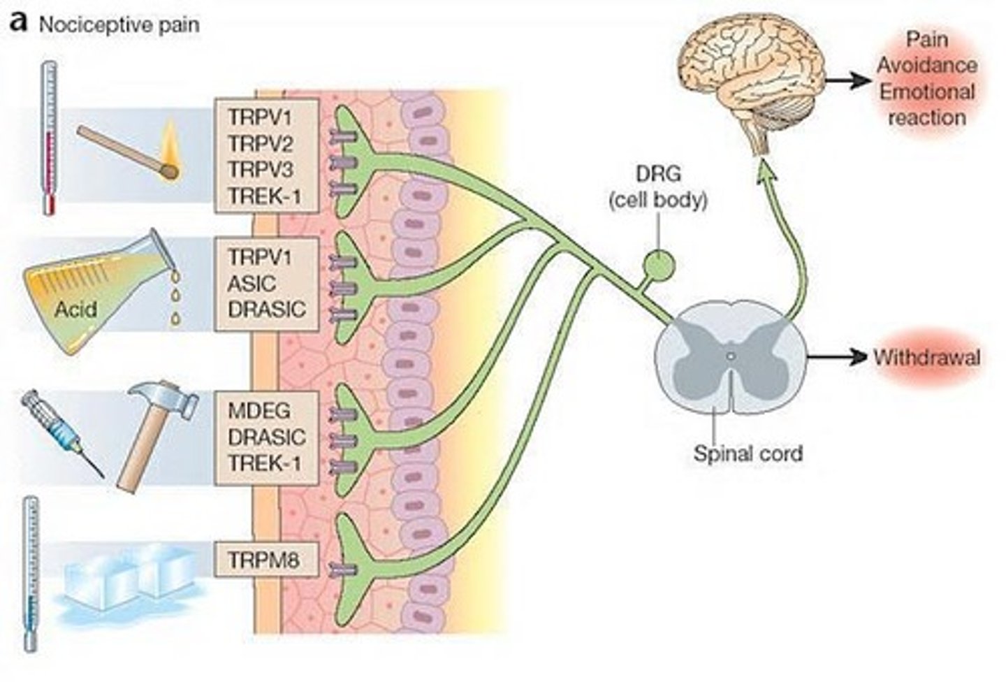 <p>The force of muscle contraction and tension in the muscle.</p>