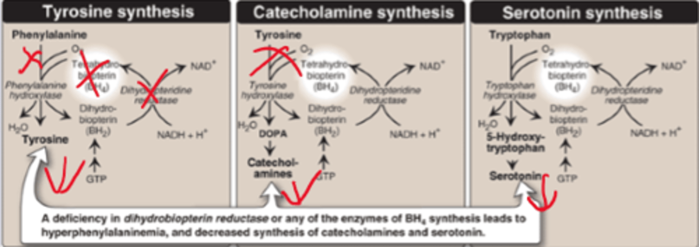 <p><strong>BH4 (tetrahydrobiopterin) deficiency, pleiotropic</strong></p><p>Biopterin reductase mutation</p><p>Phe up, tyr down</p><p><strong>impacts Tyr->DOPA and other catecholamines</strong></p><p></p><p>Classic-tyrosine</p><p>Non-classic-serotonin or catecholines cause of biopterin</p>