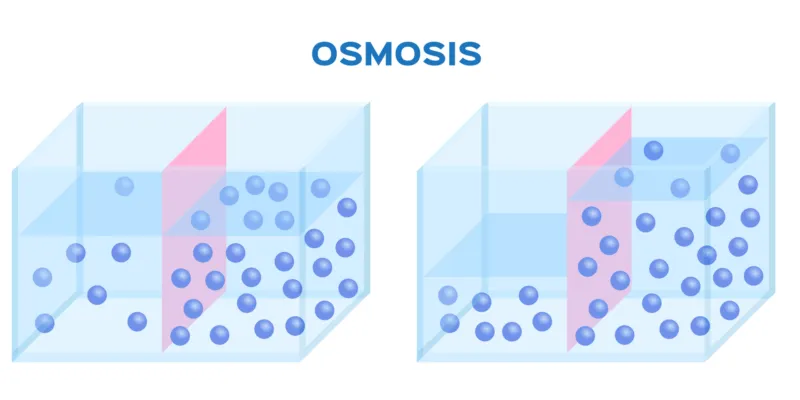 Passive Bewegung von Wasser Teilchen über eine Semipermeable Membran