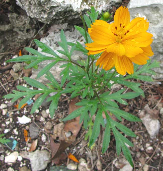 <p>Asteraceae; cosmos</p>