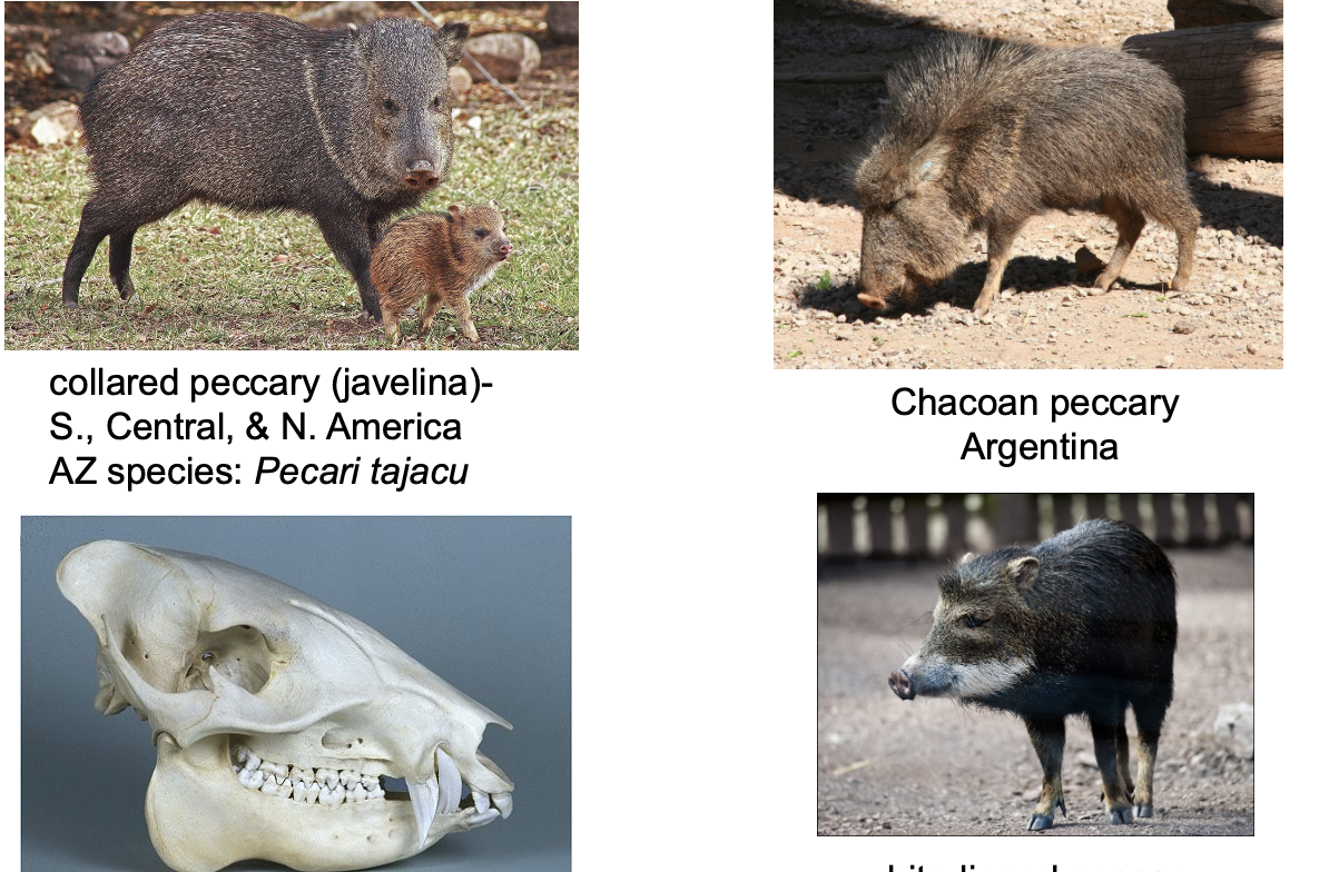 <p>Order? Family? </p>