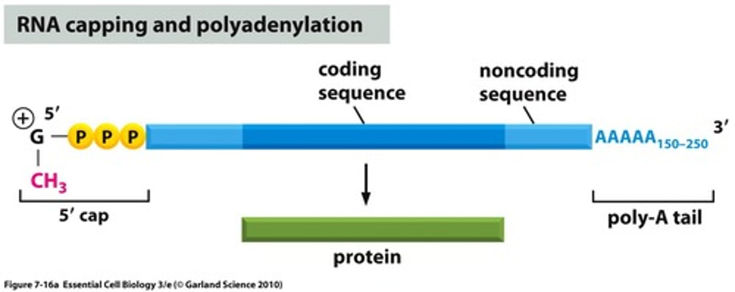 <p>The 5' cap is a methylated guanosine triphosphate while the poly-A tail is a string of hundreds of adenine nucleotides.</p>