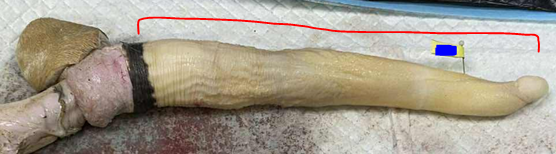 <p>Give the name of the organ pointed and the specie it came from</p>