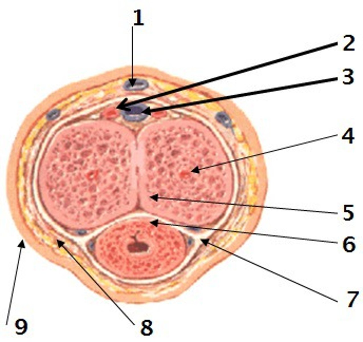 <p>drains blood from erectile tissues in penis (#3)</p>