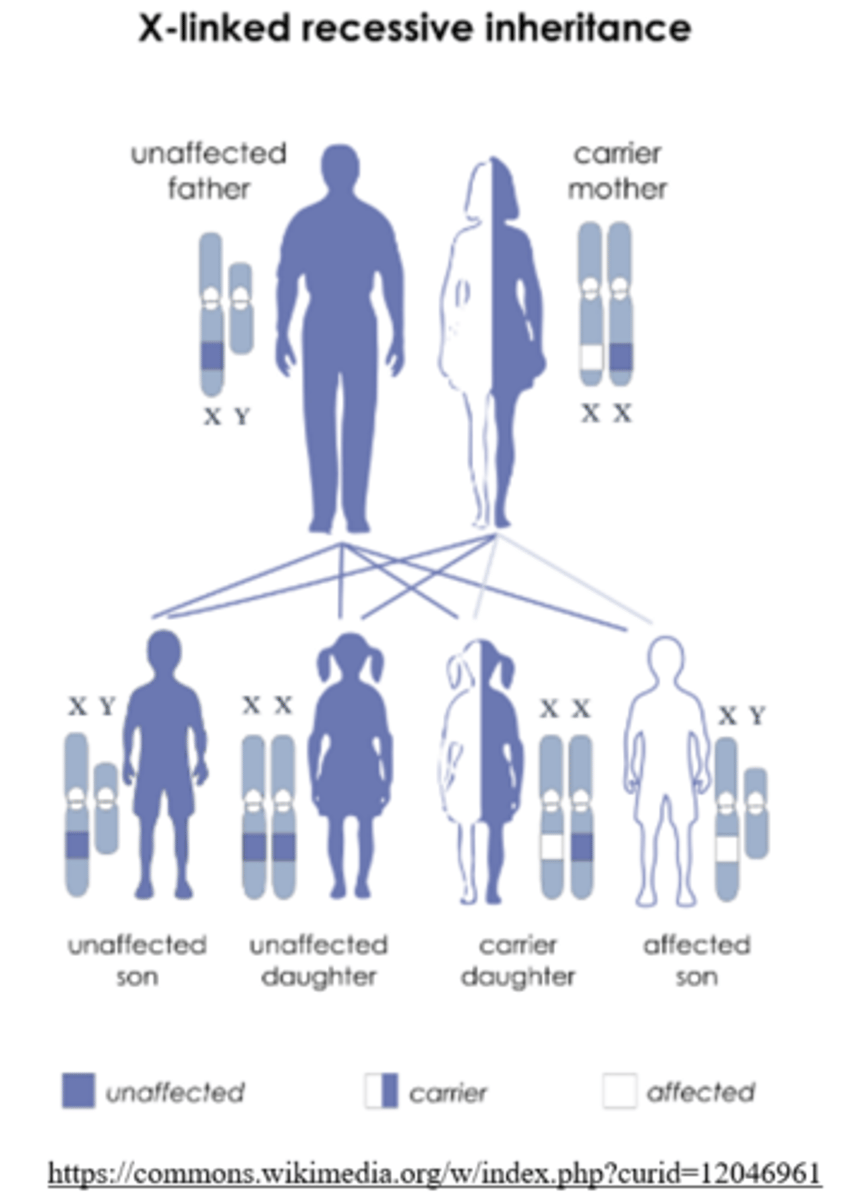 <p>X linked recessive; sex-linked</p>