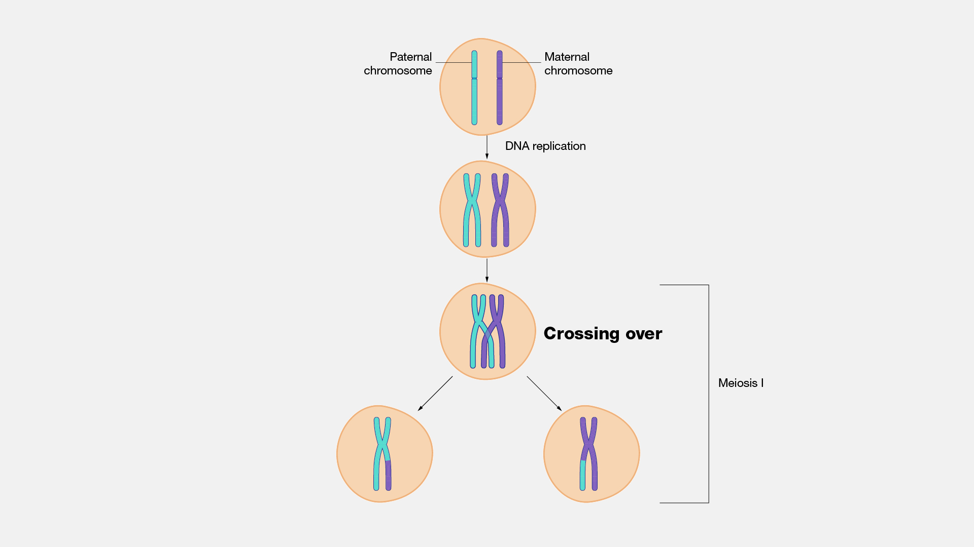 <ul><li><p>A four way DNA structure that’s created when two homologous DNA molecules cross over</p></li><li><p>Can slide back and forth</p></li></ul><p></p>