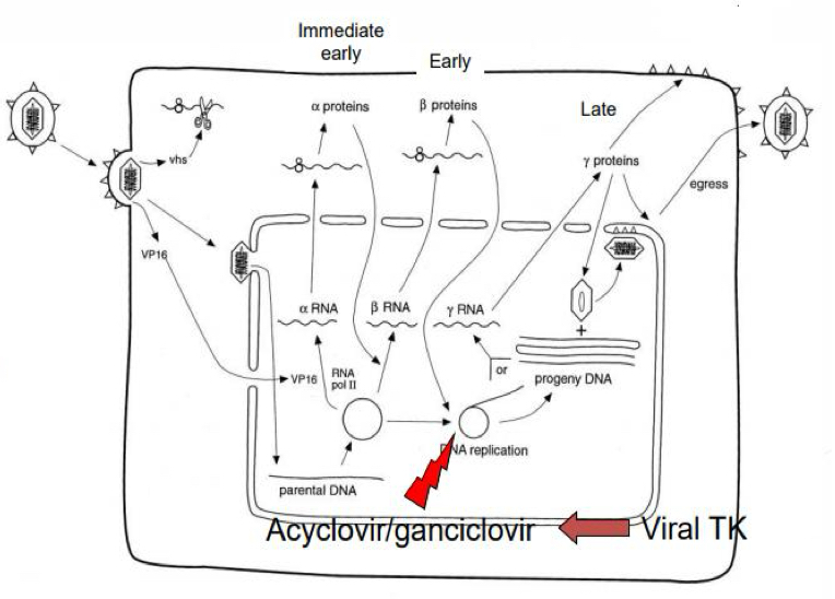 <p>Nuclear dependence, temporal gene expression, viral thymidine kinase key, direct cell lysis </p>