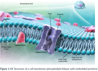<ul><li><p>Everything that enters or leaves a cell must pass through its _____</p></li><li><p>surrounds all cells &amp; contains specialized “pumps” &amp; “gates” that regulate the passage of materials in &amp; out of the cell.</p></li><li><p>Substances either go through protein channels or move directly through the ________.</p></li><li><p>NOT a free-flowing structure: there’s a containment method.</p></li></ul>