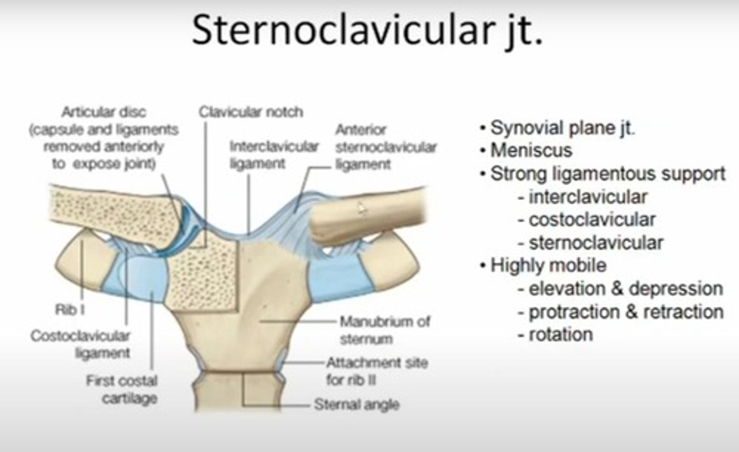 <p>It is a purely functional joint.</p>