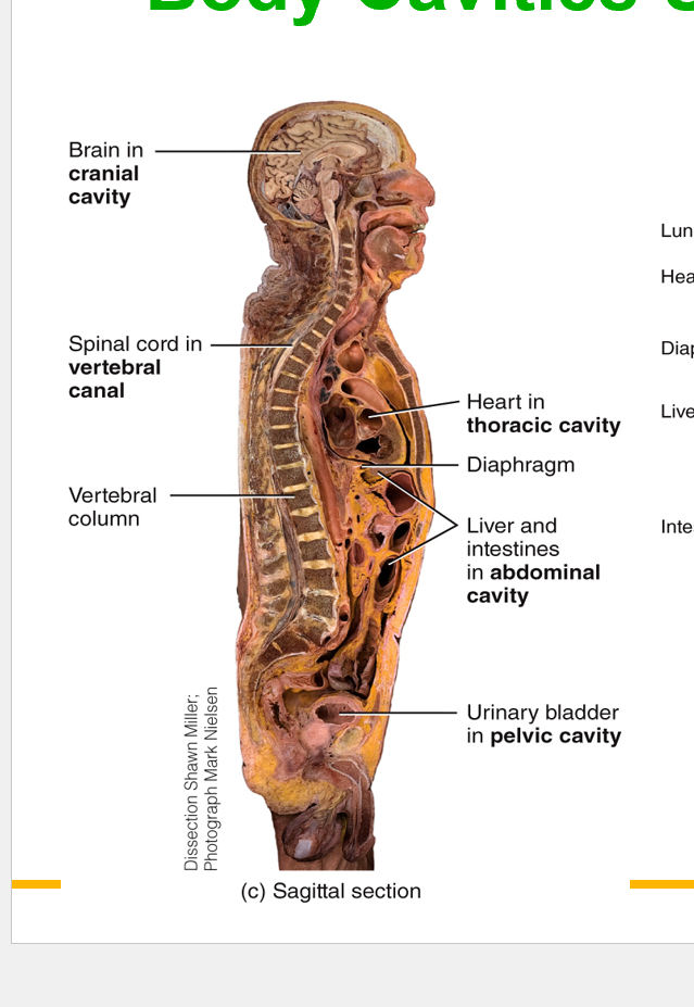 <p>The empty spaces - They are not exactly empty spaces- they are cavities</p><p>Empty spaces in the body that house internal organs&nbsp;</p><p><strong>Body cavities protect, cushion, separate, and allow organs to move and work properly.</strong></p><p><strong>Functions of Body Cavities</strong></p><ol><li><p><strong>Protect organs<br><br></strong></p><ul><li><p>Cavities surround delicate organs (like brain, heart, lungs) with <strong>bones, muscles, and membranes</strong> for protection.<br><br></p></li><li><p>Example: The skull protects the brain in the cranial cavity.<br><br></p></li></ul></li><li><p><strong>Allow organ movement &amp; expansion<br><br></strong></p><ul><li><p>Organs inside cavities can change shape/size without damage.<br><br></p></li><li><p>Example: Lungs expand when breathing, stomach expands after eating.<br><br></p></li></ul></li><li><p><strong>Separate organs for organization<br><br></strong></p><ul><li><p>Cavities divide the body into regions so organs don’t interfere with each other’s function.<br><br></p></li><li><p>Example: The diaphragm separates the thoracic cavity (lungs, heart) from the abdominal cavity (digestive organs).<br><br></p></li></ul></li><li><p><strong>Provide cushioning &amp; reduce friction<br><br></strong></p><ul><li><p>Many cavities are lined with <strong>serous membranes</strong> that produce fluid.<br><br></p></li><li><p>This fluid reduces friction between moving organs (like the beating heart and lungs).<br><br></p></li></ul></li><li><p><strong>Maintain stable environment (homeostasis)<br><br></strong></p><ul><li><p>Cavities help keep temperature, pressure, and organ function stable by enclosing them in controlled spaces.</p></li></ul></li></ol><p>The thing that separates the cavities are bones, muscles, and ligaments&nbsp;</p><p><br></p><p><strong>1. Posterior Aspect (Dorsal Cavity)</strong></p><ul><li><p>Located along the <strong>back</strong> of the body.<br><br></p></li><li><p><strong>Divisions:&nbsp; the brain <br><br></strong></p><ul><li><p><strong>Cranial cavity</strong> → contains the <strong>brain</strong>.<br><br></p></li><li><p><strong>Vertebral (spinal) canal</strong> → contains the <strong>spinal cord</strong>.<br><br></p></li></ul></li><li><p><strong>Membranes:</strong> Protected by <strong>meninges</strong> (brain and spinal cord coverings).<br><br></p></li></ul><p><br><br></p>