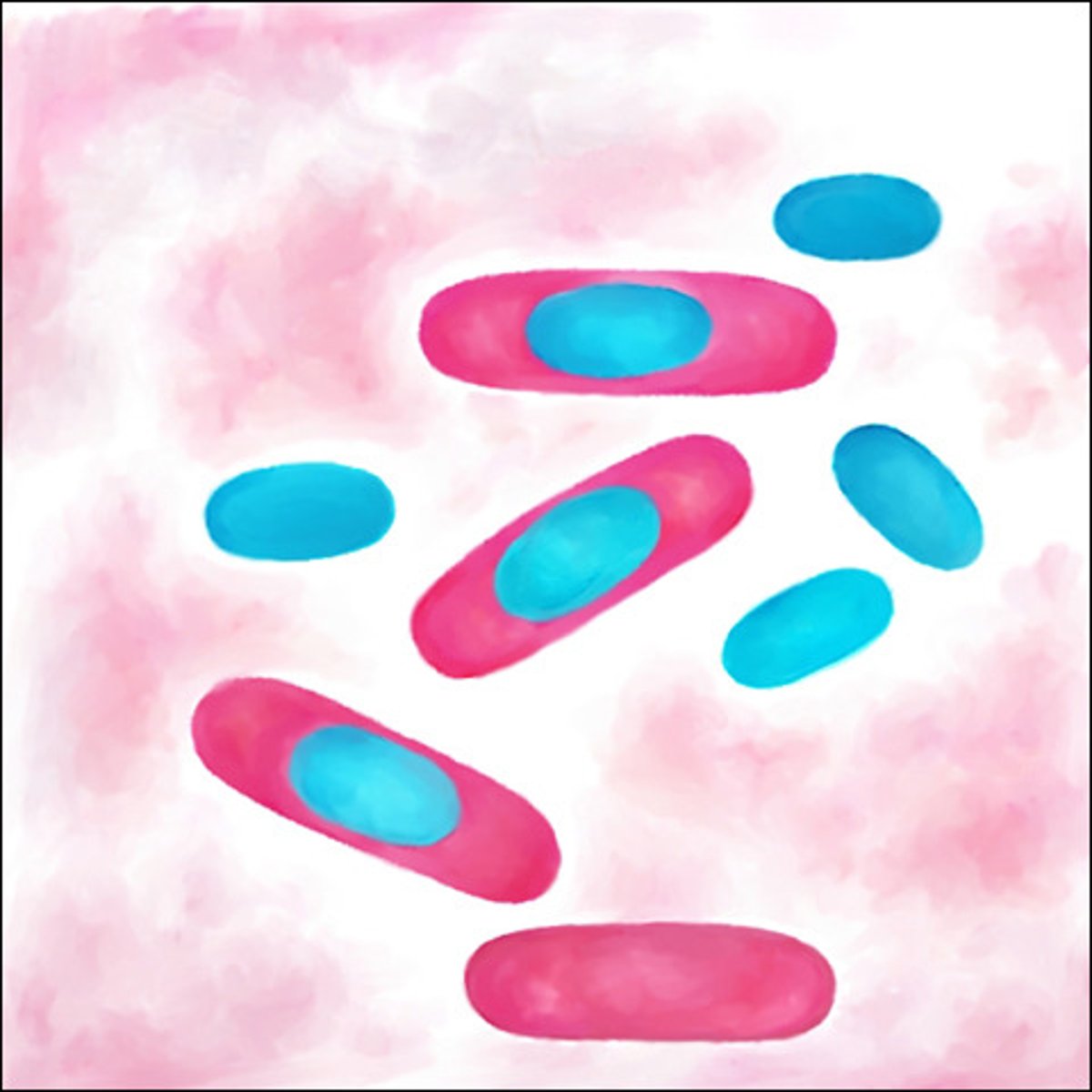 <p>1. DNA<br>2. small amount of cytoplasm</p>