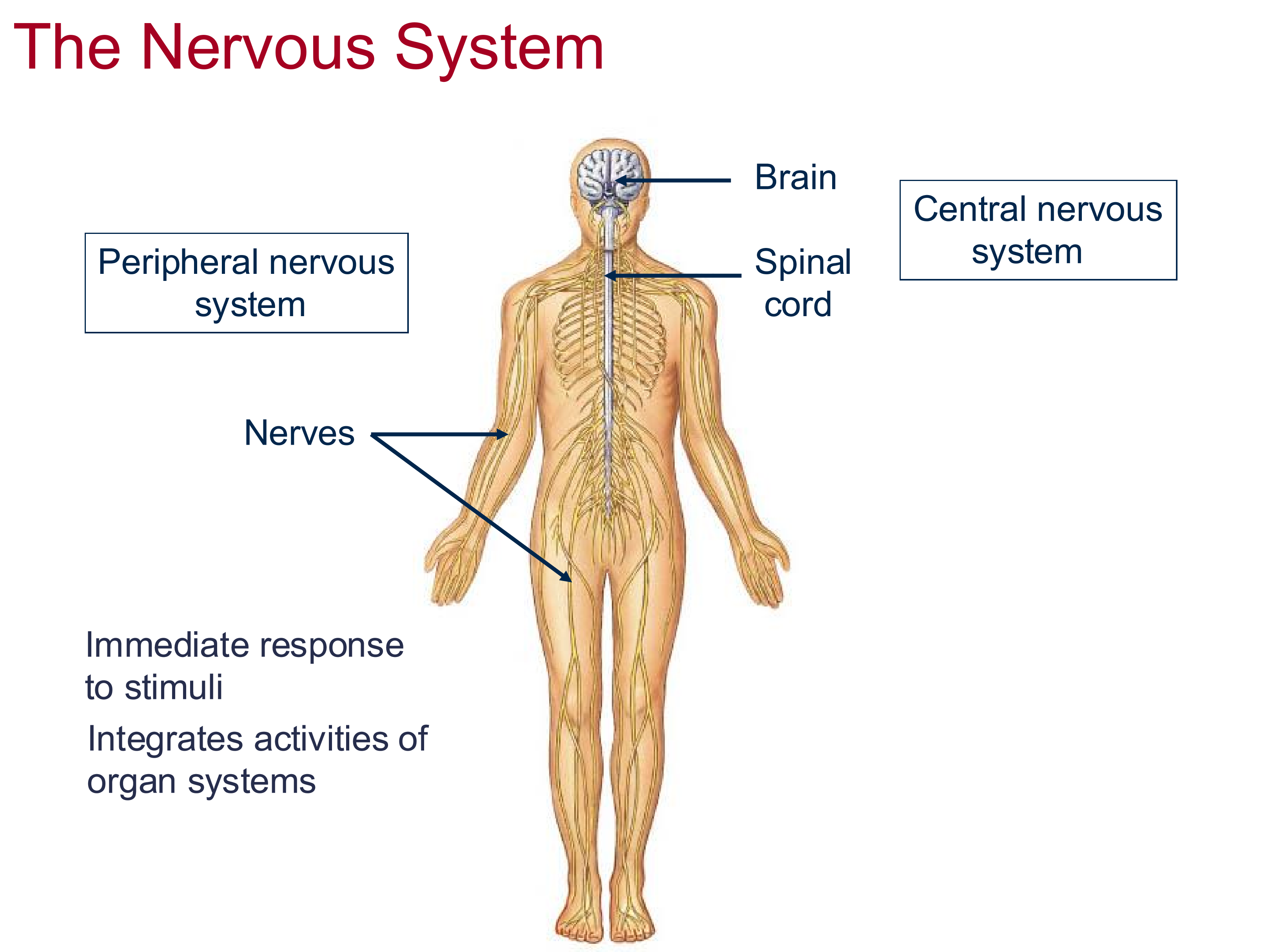 <p>CNS: Brain + spinal cord</p><p>PNS: neurons going towards regions of body</p>