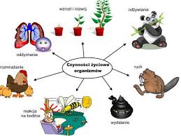 <ol><li><p>Odżywianie </p></li><li><p>Oddychanie</p></li><li><p>Wydalanie</p></li><li><p>Wykonywanie ruchów</p></li><li><p> Rozmnażanie</p></li><li><p>Wzrost i rozwój</p></li></ol><p></p>