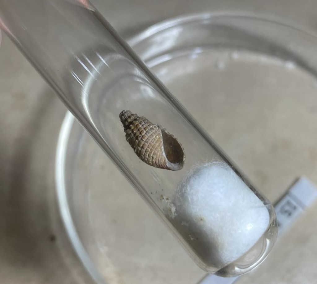 <p>Give genus name and parasite</p>