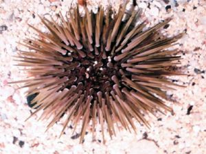 <p>Phylum?<br>subphylum?<br>Symmetry? Tissue type?<br>Cavity?</p>