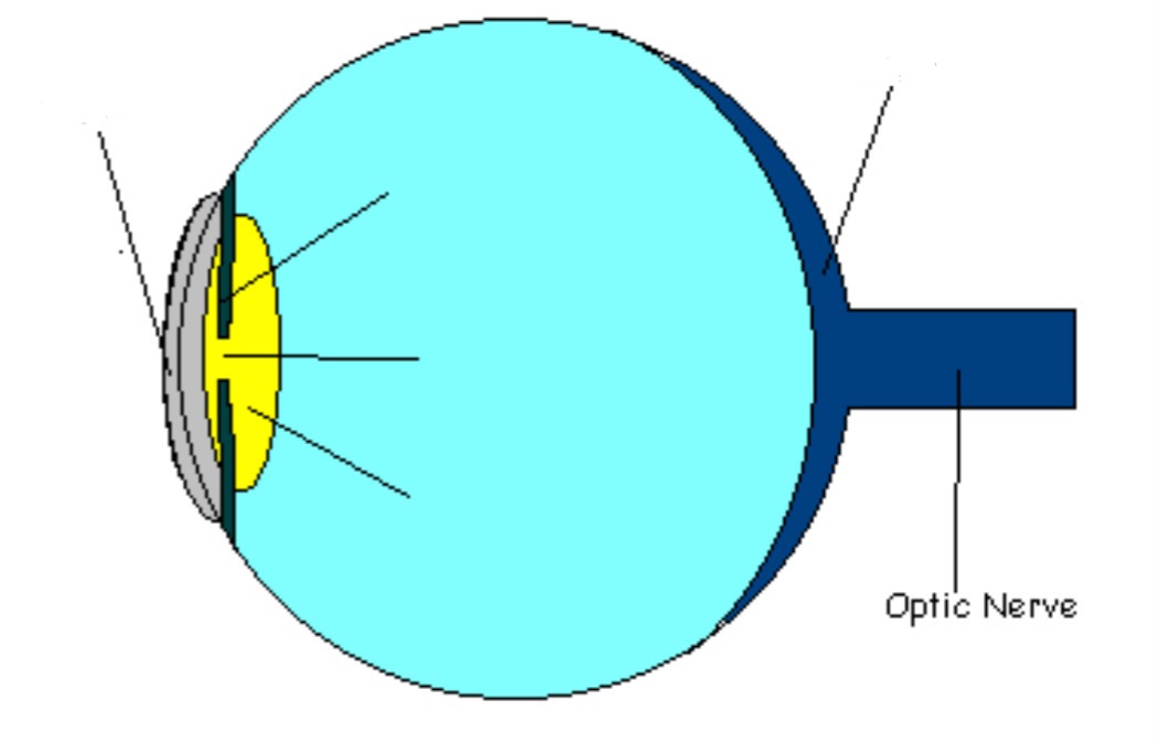 <p>Part of eye; nerve tat leads to thalamus &amp; then brain’s occipital lobe (occipital lobe is located @ back of head &amp; intérprete optic nerve impulses)</p>
