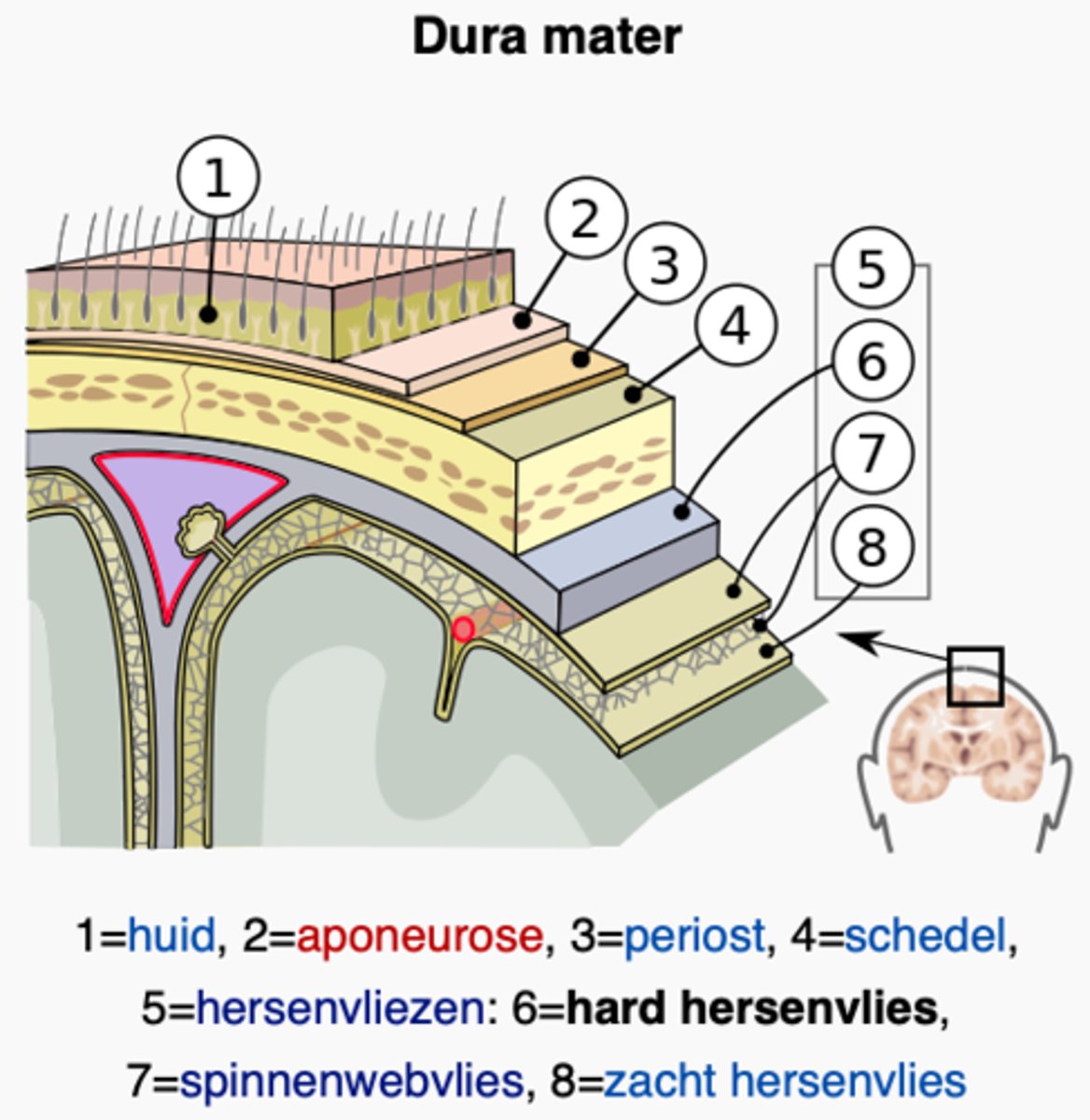 <p>Middelste hersenvlies met een spinnenwebachtige structuur.</p>